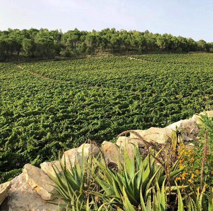 Agriturismo Tenute Pispisa Segesta Calatafimi Dış mekan fotoğraf